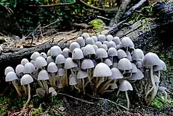 Uma colônia de cogumelos Coprinellus disseminatus