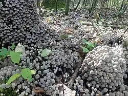 Vários cogumelos Coprinellus disseminatus