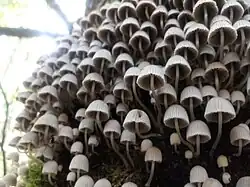 Coprinellus disseminatus em uma árvore
