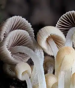 Vista aproximada de píleos desmoronados