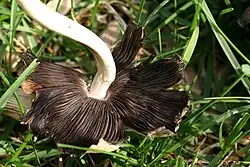 Parte inferior de um chapéu de cogumelo com lâminas marrom-escuras a pretas; a margem do chapéu foi rasgada em vários segmentos.