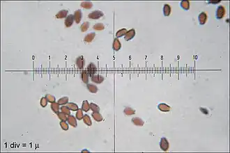 Visão microscópica de esporos de cogumelos marrons com graduações de uma régua no meio da imagem