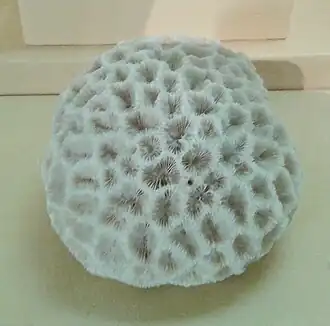 Espécime museológico do acervo do Museu Nacional do Rio de Janeiro