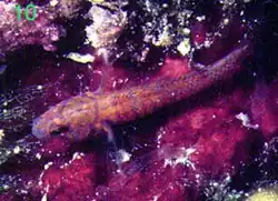 Corcyrogobius liechtensteini