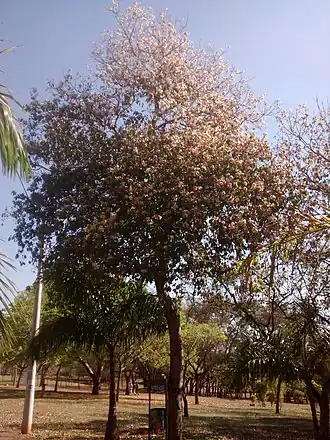 Cordia glabrata da Praça da Paz, UNICAMP, Campinas - SP, Brasil.