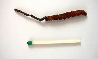 Ophiocordyceps sinensis (esquerda) crescendo da cabeça de uma lagarta morta