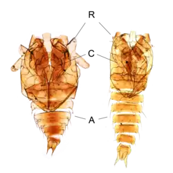 Exúvias de pupas de Corethrella davisi e Corethrella ananacola.