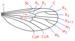 Asa de Corethrellidae com indicação das veias