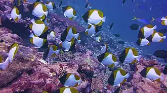 Cardume de Hemitaurichthys polylepis