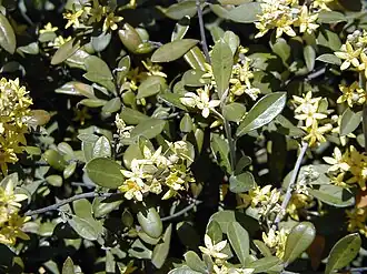 Corokia virgata