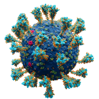 Scientifically accurate atomic model of the external structure of SARS-CoV-2. Each "ball" is an atom.