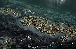 Coronula em uma baleia-cinzenta.