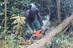 Corte seletivo de uma árvore.