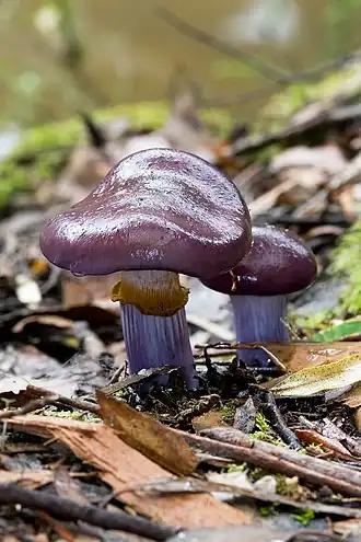 Cortinarius archeri na Tasmânia