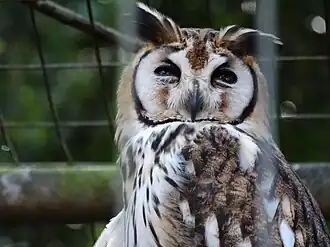Coruja-orelhuda no Zoológico de Sorocaba