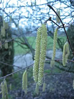 Amentilho masculino de Corylus avellana.