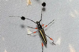 Nem todo besouro sul-americano com tufos negros em suas antenas é um besouro-viola devido à coloração não-metálica de seus élitros. Na imagem uma espécie do gênero Cosmisoma.