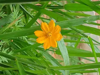 Cosmos sulphureus