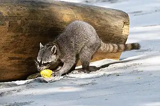 Um guaxinim-comedor-de-caranguejo comendo uma fruta na praia