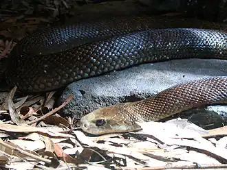 Taipan-costeira no zoológico de Taronga.