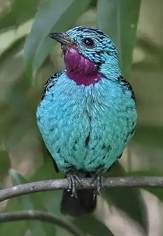 Cotinga cayana