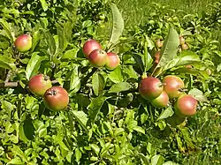 Maçãs maduras de M. sylvestris