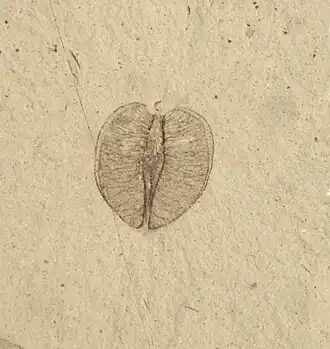 Fóssil de um fruto de Craigia