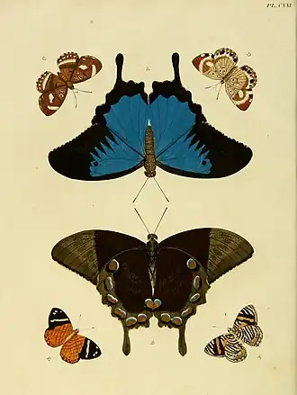Ilustração de P. ulysses, no centro, em vista superior (acima) e inferior (abaixo), retirada de De uitlandsche kapellen: voorkomende in de drie waereld-deelen Asia, Africa en America = Papillons exotiques des trois parties du monde, l'Asie, l'Afrique et l'Amérique (1779, plate CXXI).[1]