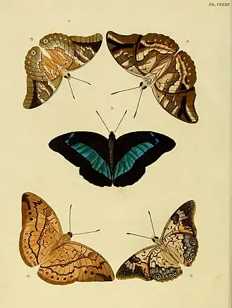 Ilustração de 1779 com M. pheridamas (macho: letras A, vista superior, e B), junto com borboletas, em vista inferior, dos gêneros Archaeoprepona (C e D) e Prepona (E), todas pertencentes à mesma tribo: Preponini.