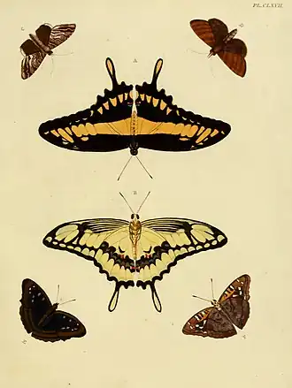 A borboleta central é uma Ilustração de H. thoas, em vista superior (acima) e inferior (abaixo), retirada do livro De uitlandsche kapellen: voorkomende in de drie waereld-deelen Asia, Africa en America = Papillons exotiques des trois parties du monde, l'Asie, l'Afrique et l'Amérique (1779, plate CLXVII).[2]