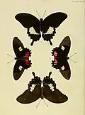 Ilustração de Papilio tullus, a fêmea de P. sesostris, por ocasião de sua descrição original pelo entomólogo Pieter Cramer, na obra De uitlandsche kapellen, voorkomende in de drie waereld-deelen Asia, Africa en America, volume III, em 1780; na parte central da Pl. CCLXXVII (à esquerda vista superior; à direita vista inferior).