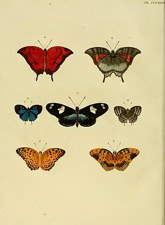 As duas borboletas abaixo, à esquerda (em vista superior) e à direita (em vista inferior), são ilustrações de E. hegesia, retiradas do livro De uitlandsche kapellen: voorkomende in de drie waereld-deelen Asia, Africa en America = Papillons exotiques des trois parties du monde, l'Asie, l'Afrique et l'Amérique, de Pieter Cramer e Caspar Stoll (Plate CCCXXXVII, 1779).