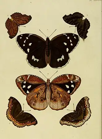 D. darius é o par central de borboletas, vistas por cima e por baixo, nesta gravura do ano de 1779.[2]