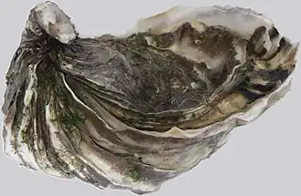 Crassostrea gigas