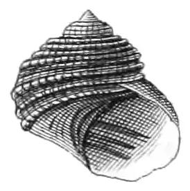 Ilustração (1863) de uma concha do gênero Cremnoconchus W. T. Blanford, 1869[5], os únicos Littorinidae de água doce.