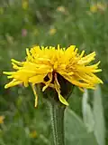 Crepis bocconei (tribù Cichorieae - sottotribù Crepidinae) (Crepide di Boccone)