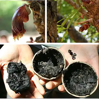 Flor, folhas e fruto seco de C. alata em foto composta.