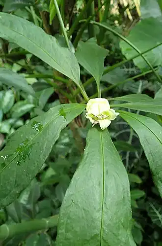 C. portoricensis no Boltz Conservatory, Madison, Wisconsin EUA.