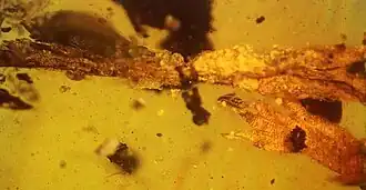 Holótipo de C. burmae