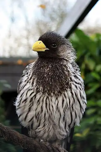 Turaco-cinzento (Crinifer piscator) em Lotherton Hall, England