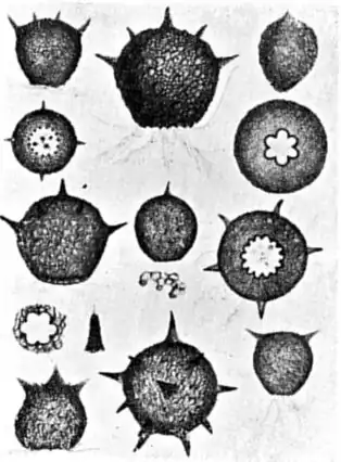 Razas de Difflugia. (de Leidy.)