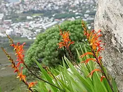 Chasmanthe floribunda