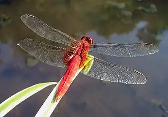 Crocothemis servilia