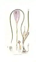 Crocus nudfloris por James Sowerby