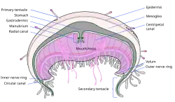 Corte transversal rotulado de uma água-viva