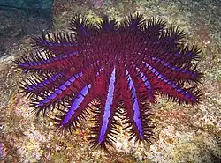 Acanthaster planci