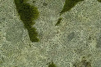 Líquen incrustante.