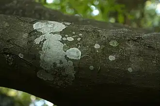 Líquen incrustante.