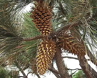 Cones de pinus coulteri