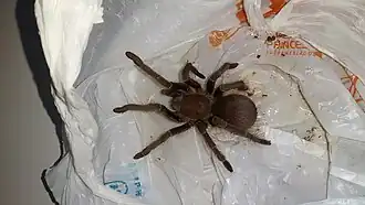 Crypsidromus isabellinus